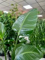 Strelitzia Nicolai, Strelicja