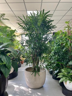 Rhapis excelsa, rapis wyniosły, palma XXL