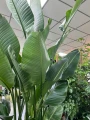 Strelitzia Nicolai XXL, Strelicja biała