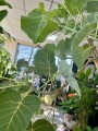 Ficus Petiolaris