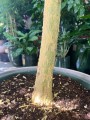 Ficus Petiolaris