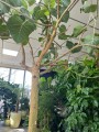 Ficus Petiolaris