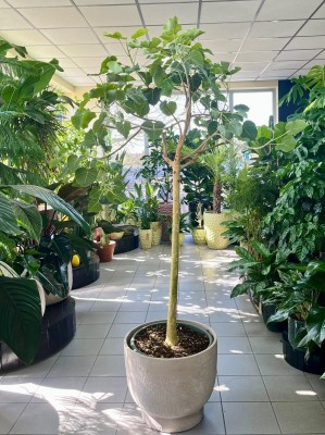 Ficus Petiolaris, fikus