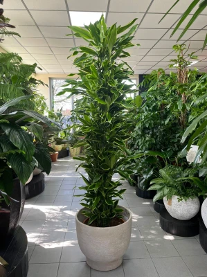 Dracaena fragrance Golden Coast XL, dracena