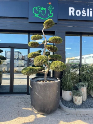 Juniperus Hetzii bonsai, jałowiec