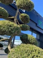 Jałowiec Bonsai, Juniperus Hetzii L
