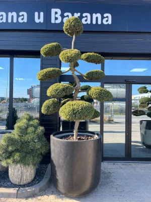 Juniperus Hetzii bonsai, jałowiec L