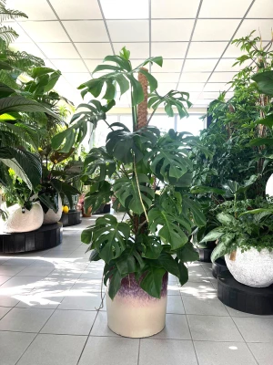 Monstera deliciosa, monstera dziurawa XL
