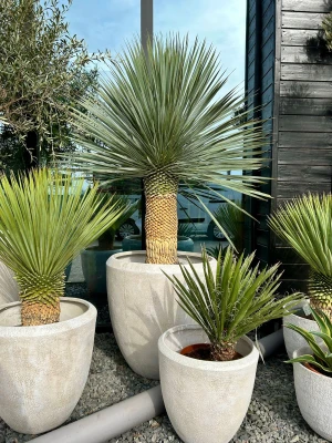Yucca rostrata, juka