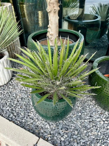Yucca filifiera australis