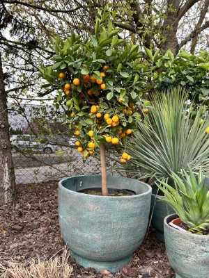 Citrus Calamondin, kalamondynka