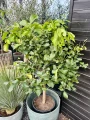 Citrus limon, drzewo cytrynowe