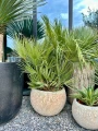 Chamaerops humilis, karłatka XL