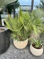 Chamaerops humilis, karłatka XL