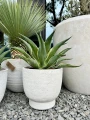 Agave variegata