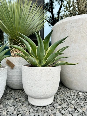 Agave variegata, agawa