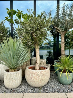 Olea europaea,, drzewo oliwne, oliwka