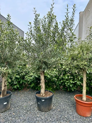 Olea europaea, drzewo oliwne, oliwka M