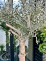 Olea europaea, drzewo oliwne rozgałęzione