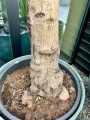 Olea europaea, drzewo oliwne rozgałęzione