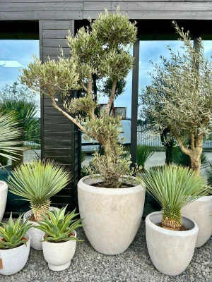 Olea europaea bonsai, drzewo oliwne, oliwka XL