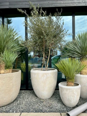 Olea europaea, rozgałęzione drzewo oliwne, oliwka