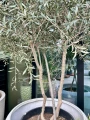 Olea europaea, rozgałęzione drzewo oliwne