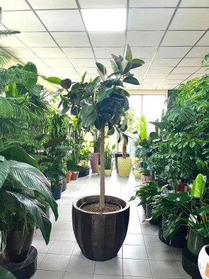 Ficus elastica Robusta na pniu, fikus XXL