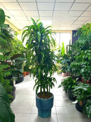 Dracaena Hawaiian Sunshine, dracena
