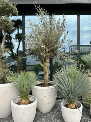 Olea europaea, drzewo oliwne, oliwka L