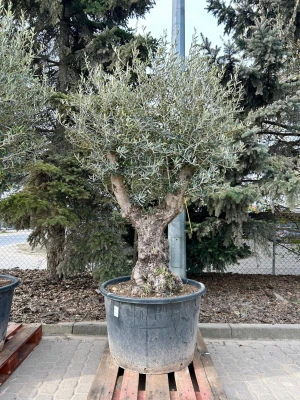 Olea europeae, drzewo oliwne, oliwka XXL