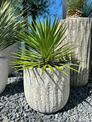 Yucca aliofolia, juka