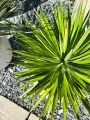 Yucca Aliofolia