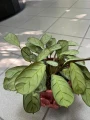 Ctenanthe burle-marxii Amagris