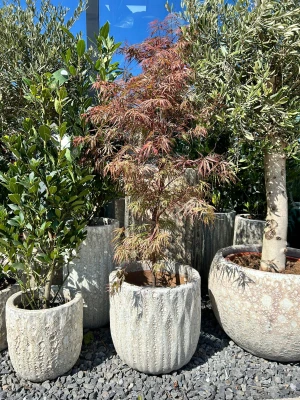 Acer palmatum Garnet, klon palmowy