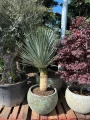 Yucca Rostrata, H: 160