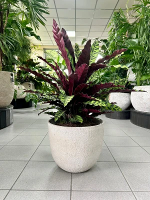 Calathea lancifolia XL, kalatea