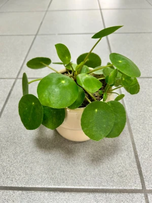 Pilea peperomioides, pieniążek