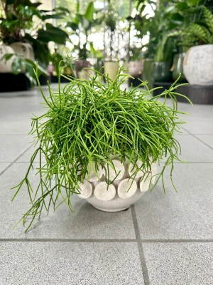 Rhipsalis Oasis, patyczak