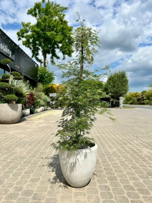 Acer palmatum Emerald Lace, klon palmowy 