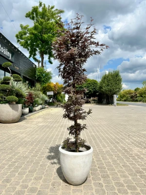 Acer palmatum Skeeters Broom, klon palmowy 