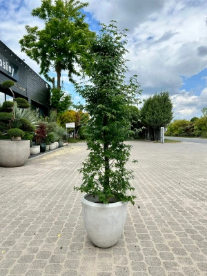 Acer palmatum Little Princess, klon palmowy 