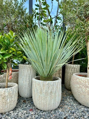Yucca rostrata, juka S