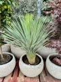 Yucca Rostrata, H: 130 cm