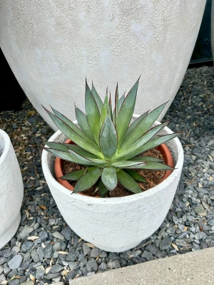 Agave Shaka Zulu, agawa