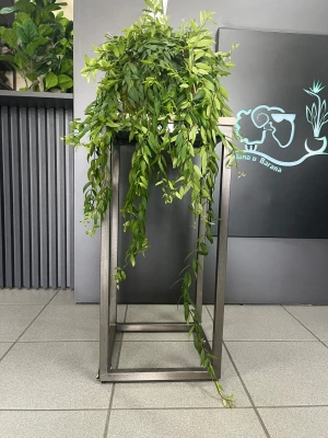 Aeschynanthus Japhrolepis, eszynantus