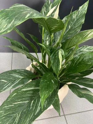 Spathiphyllum Diamond Variegata, skrzydłokwiat