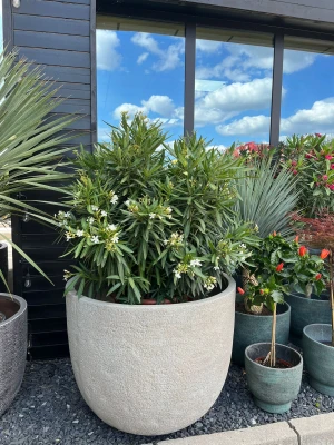 Oleander białe kwiaty