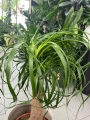 Beaucarnea recurvata, nolina L