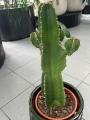 Euphorbia Ingens Canarias, Wilczomlecz